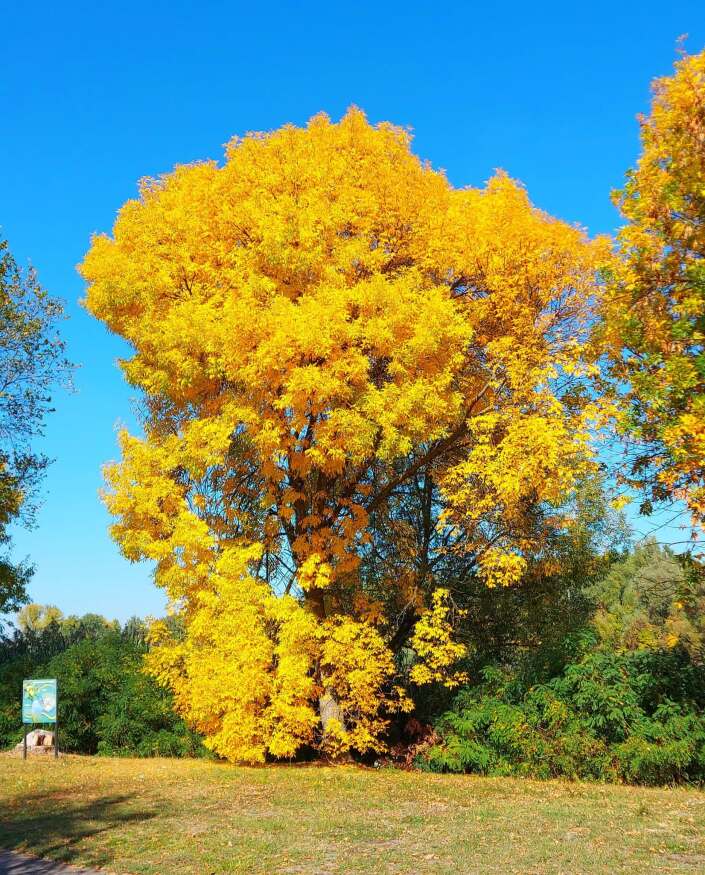 Aranyba borultak a fák a Tisza-tó partján