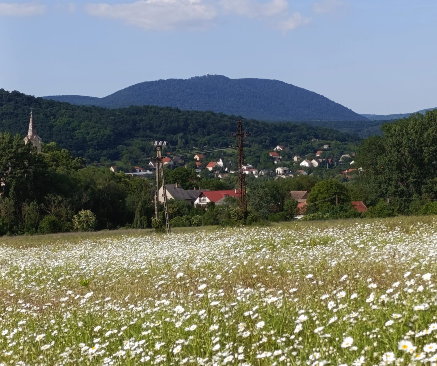 Virágzó rét a Mecsek lábánál