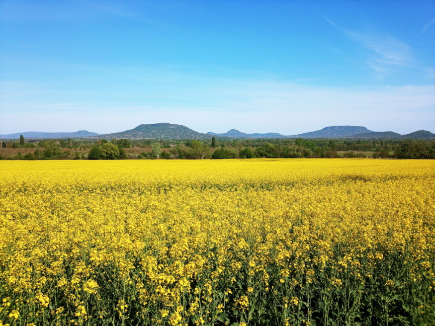 Már a Balatonnál is virágzik a repce!