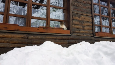 pic