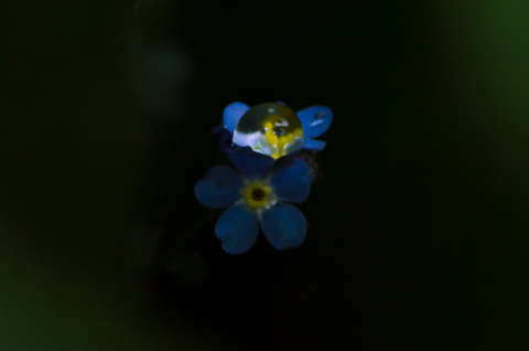 pic
