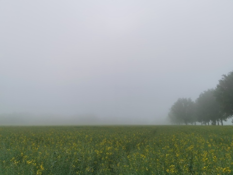 pic