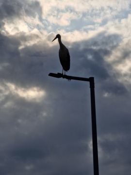 pic