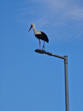 pic