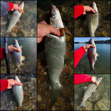 pic