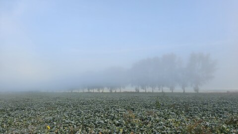 pic