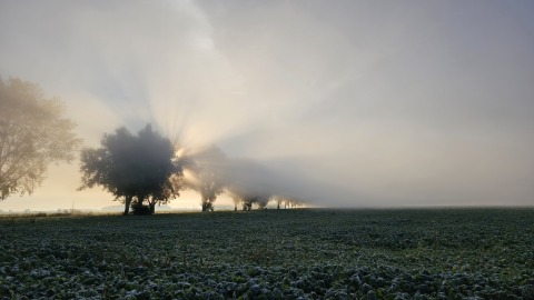 pic