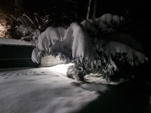 pic