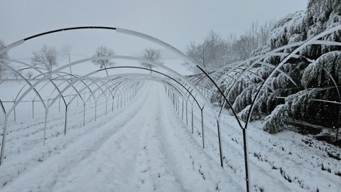 pic