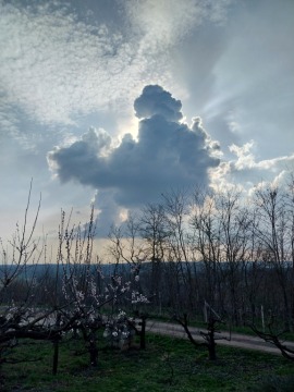 pic