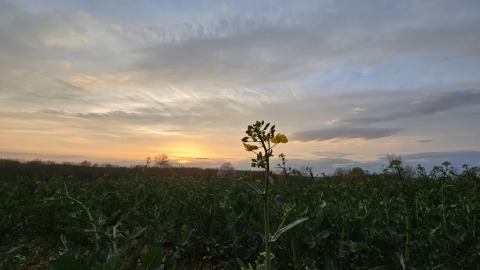 pic