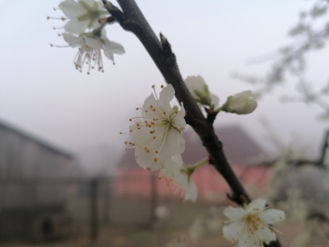 pic