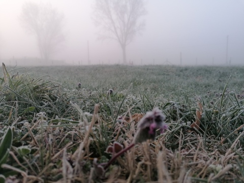 pic