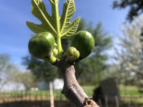 pic