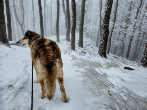 pic