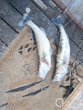 pic
