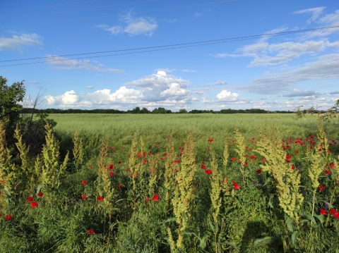 pic