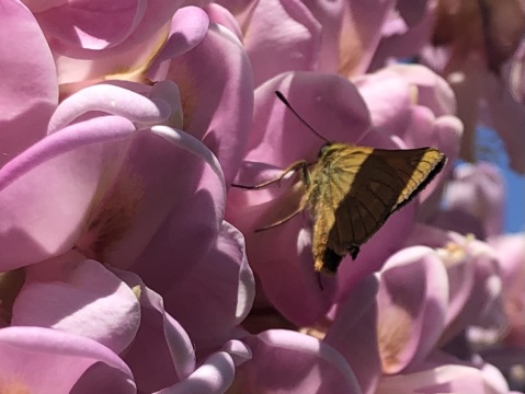 pic