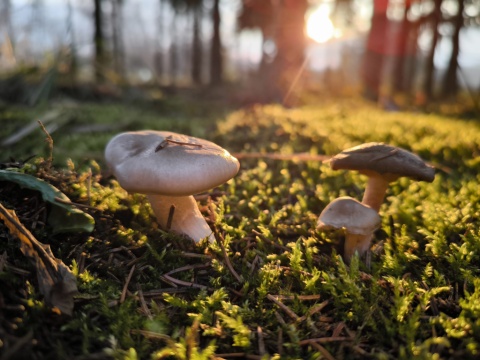 pic