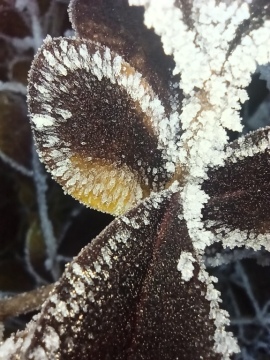 pic