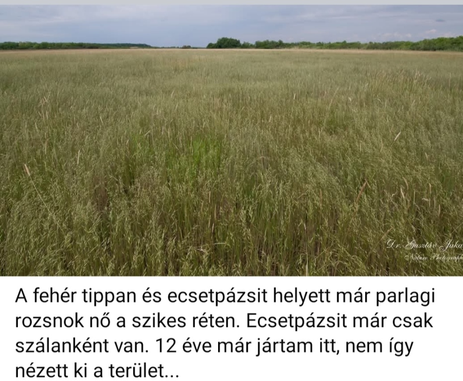 beillesztett kép