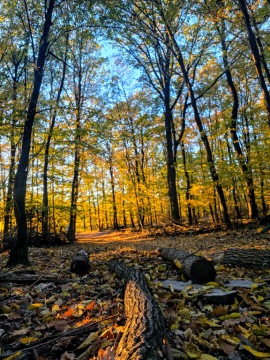 pic