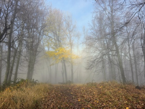 pic