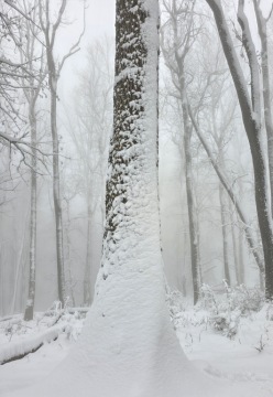 pic