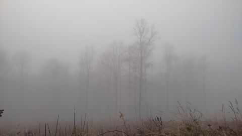 pic