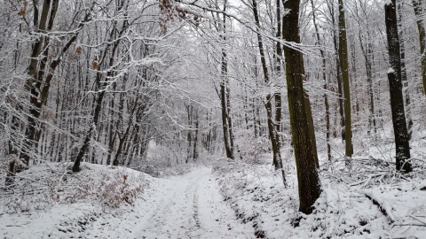 pic