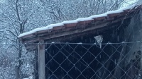 pic