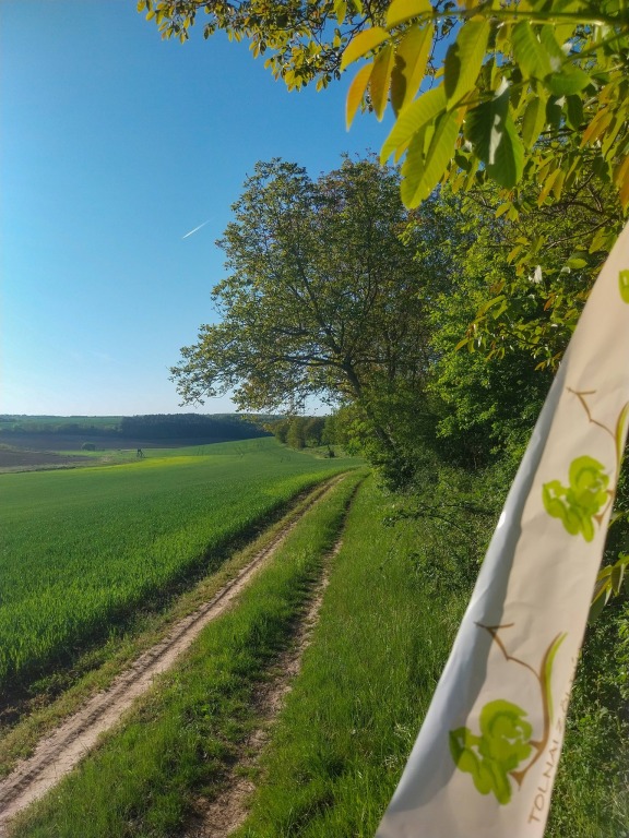 beillesztett kép