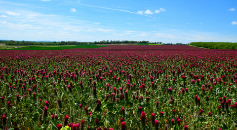 pic