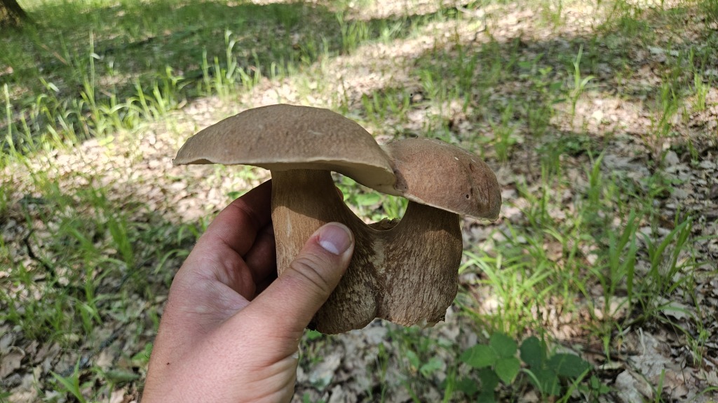 beillesztett kép