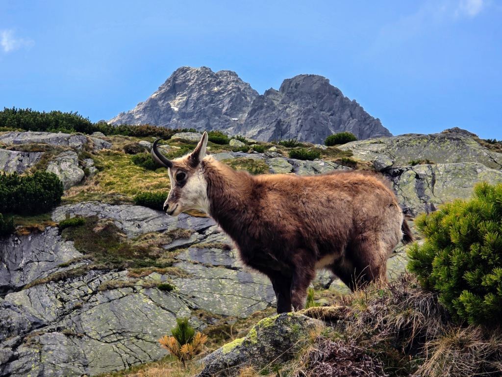 beillesztett kép