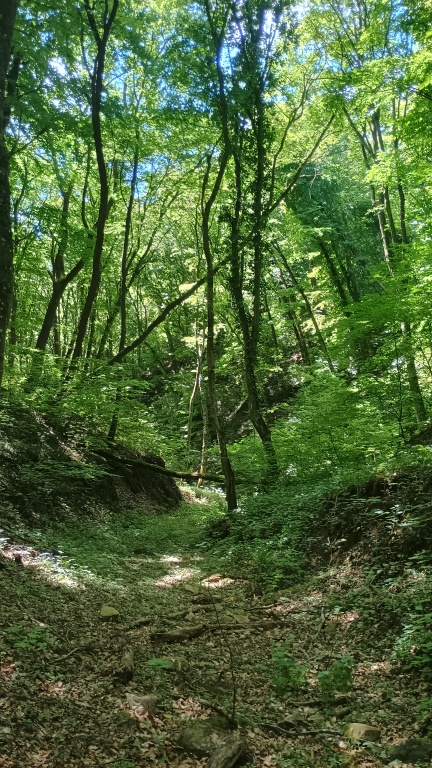 beillesztett kép