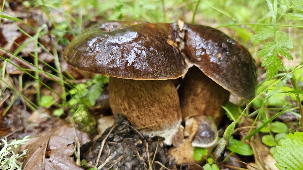 beillesztett kép