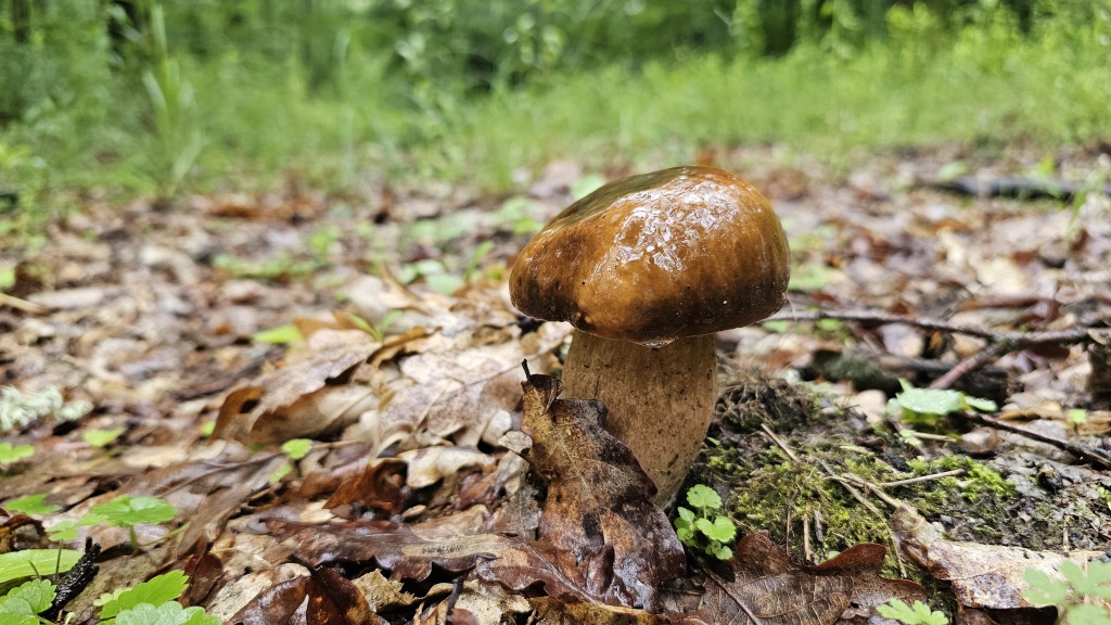 beillesztett kép