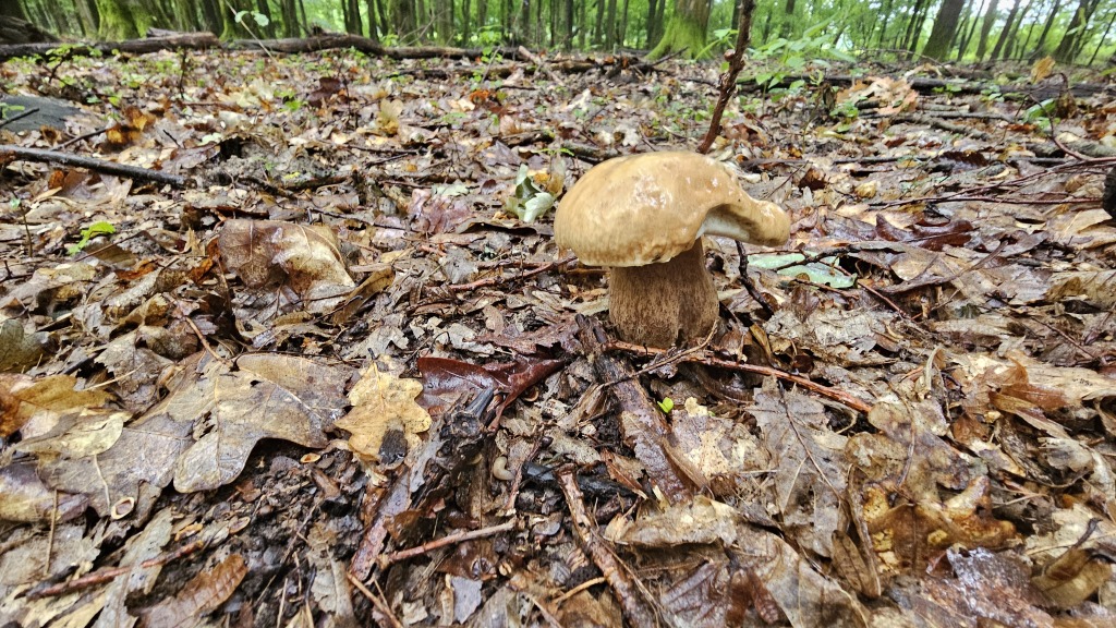 beillesztett kép