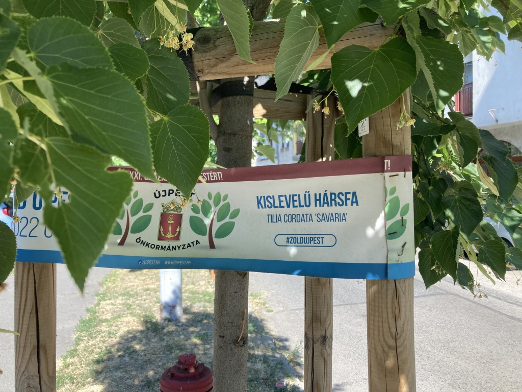 beillesztett kép