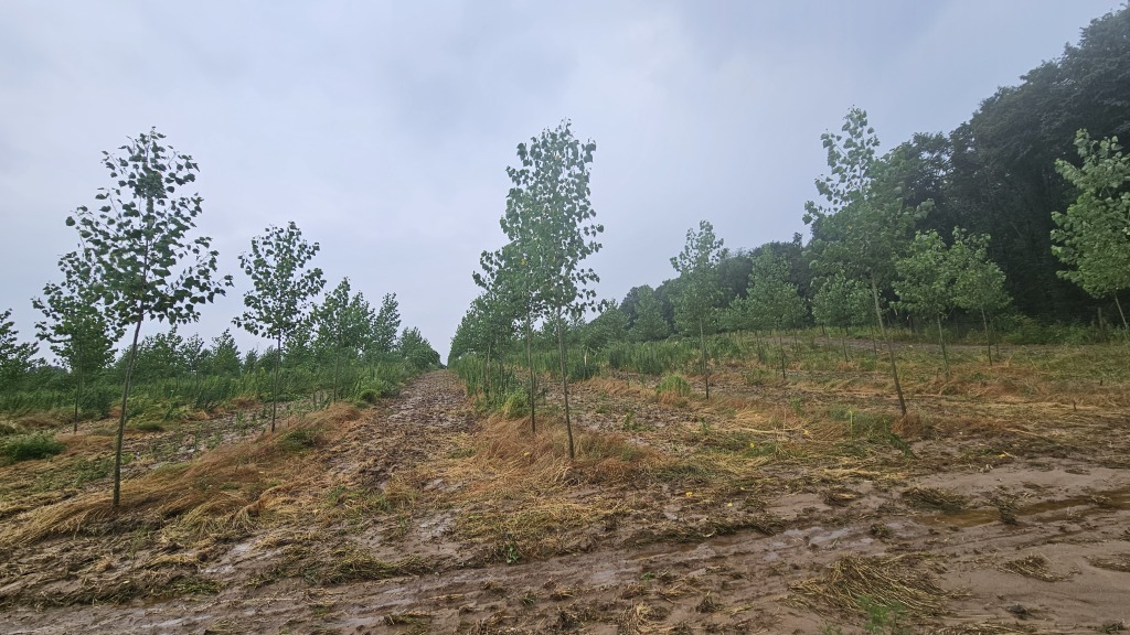 beillesztett kép