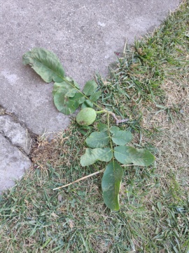 pic