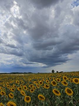 pic