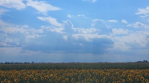 pic