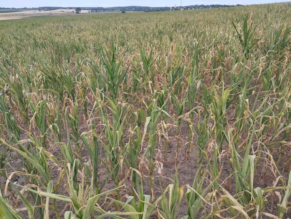 beillesztett kép