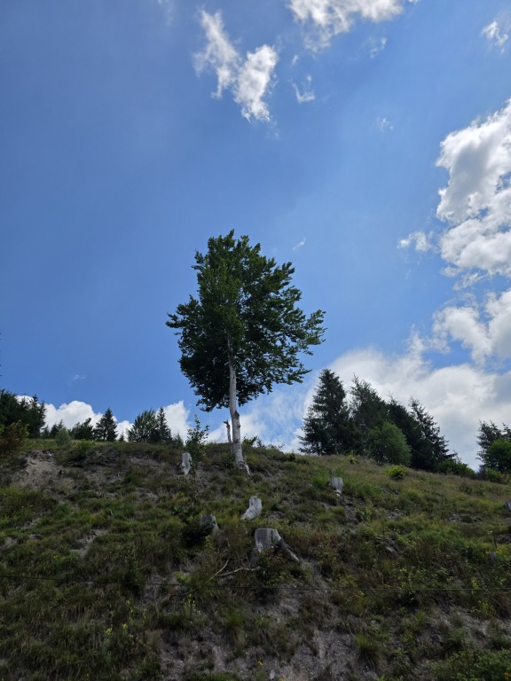beillesztett kép