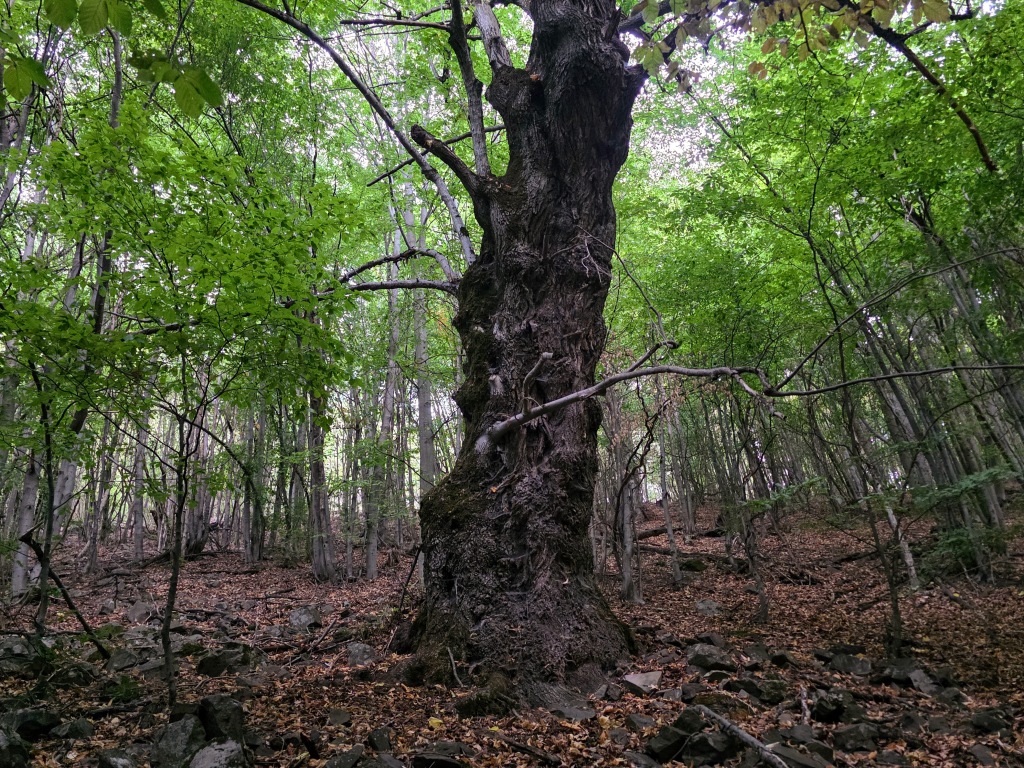 beillesztett kép