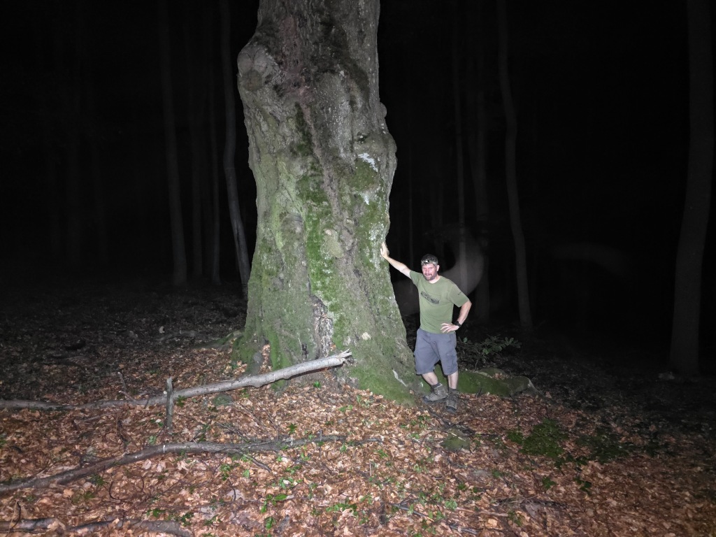 beillesztett kép