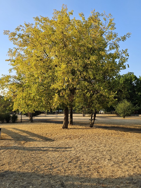 beillesztett kép