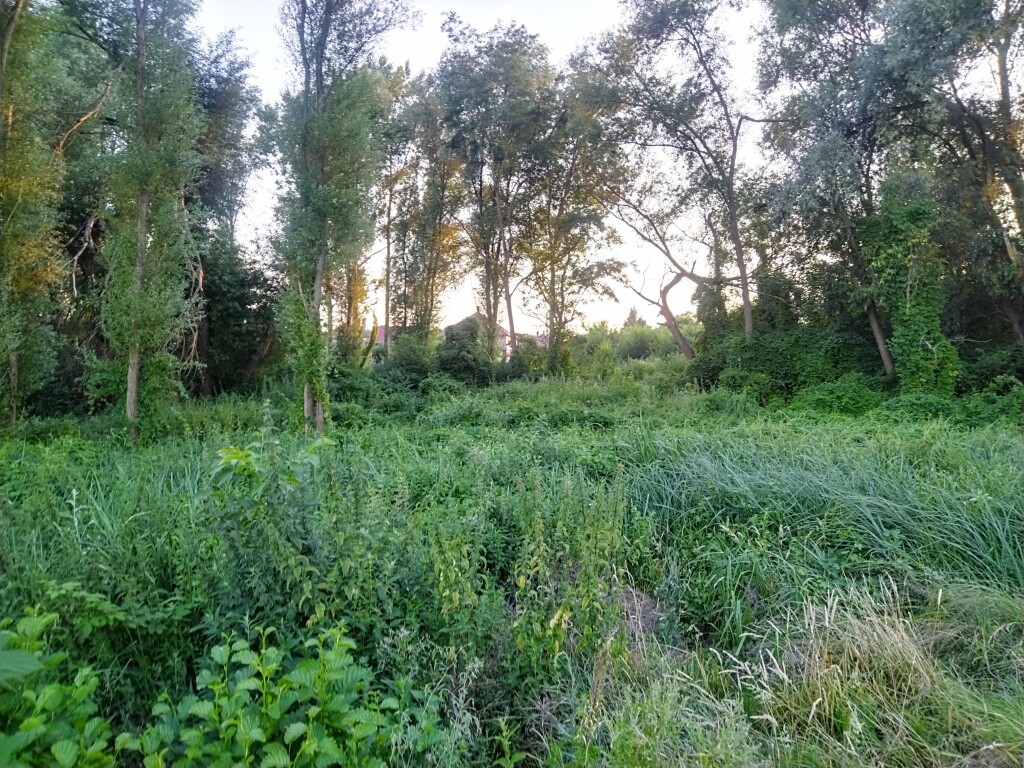 beillesztett kép